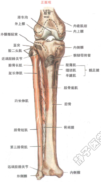 股骨外侧髁骨折解剖图图片