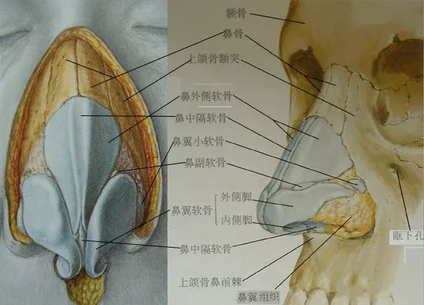 部分,是由坚硬的鼻骨组成,鼻头,鼻尖部分,主要是由弹性较好的软骨构成