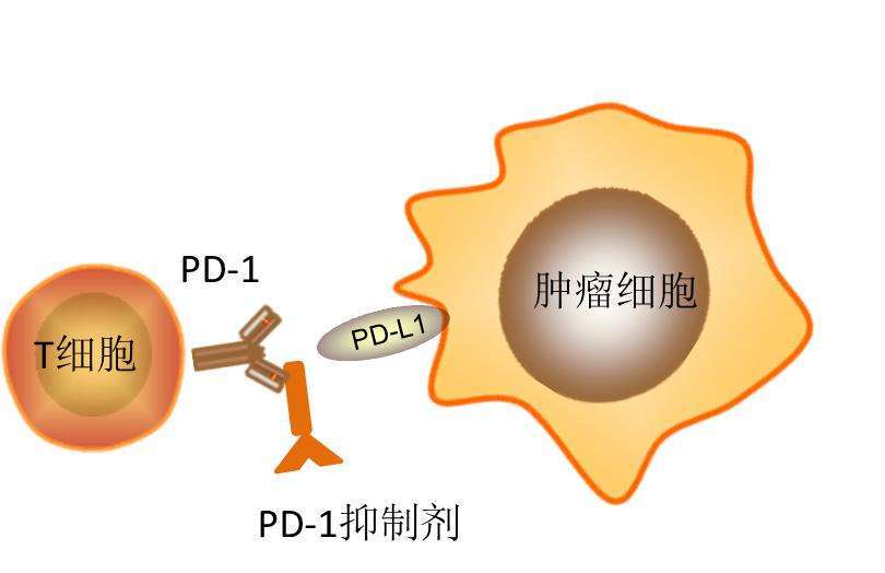 适合pd1首选治疗患者即pdl150的治疗推荐