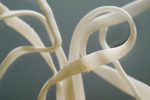 当牛吞食了牛带绦虫的虫卵后,卵在牛的十二指肠内孵化为六钩蚴,这种