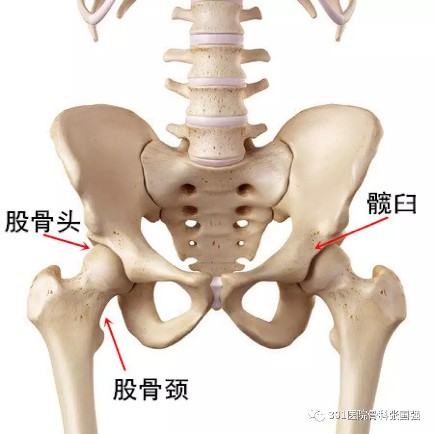 股骨粗隆的解剖位置图片