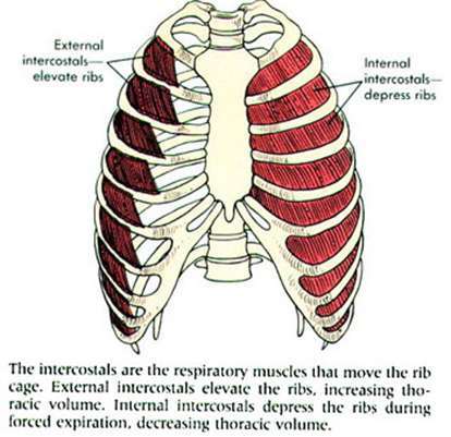 用力吸氣時,除了膈肌,肋間外肌的收縮,胸鎖乳突肌,背部肌群,胸部肌群
