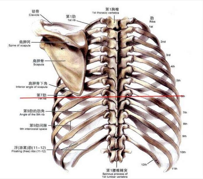 肋椎关节图片