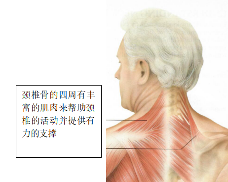 總之,頸椎是我們人類非常重要的結構,正是因為重要,所以萬一有各種不