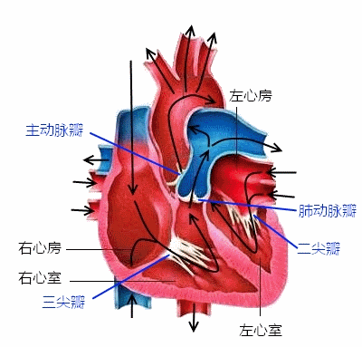 先天性心脏病_病因_相关疾病 - 好大夫在线