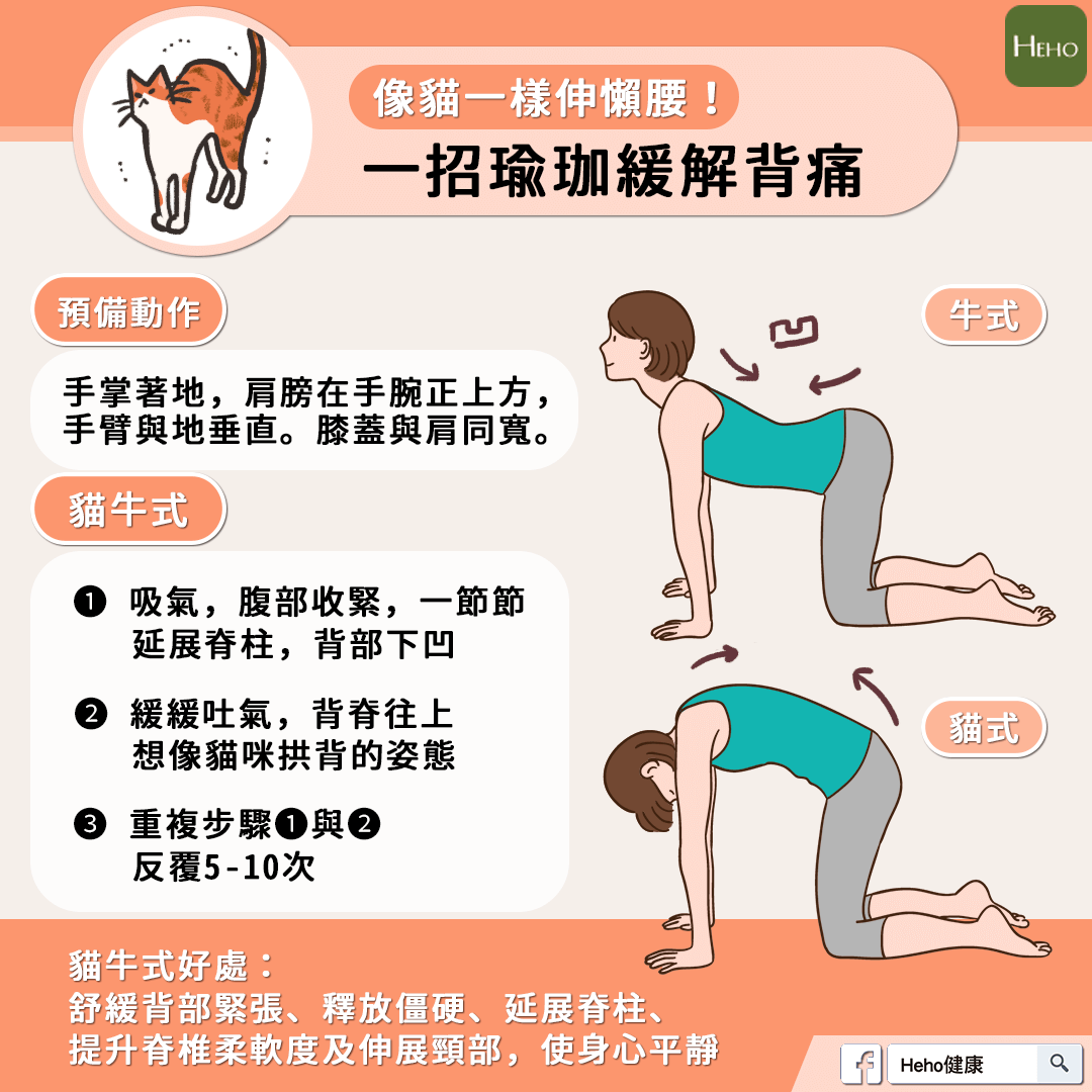 猫牛式动作.png