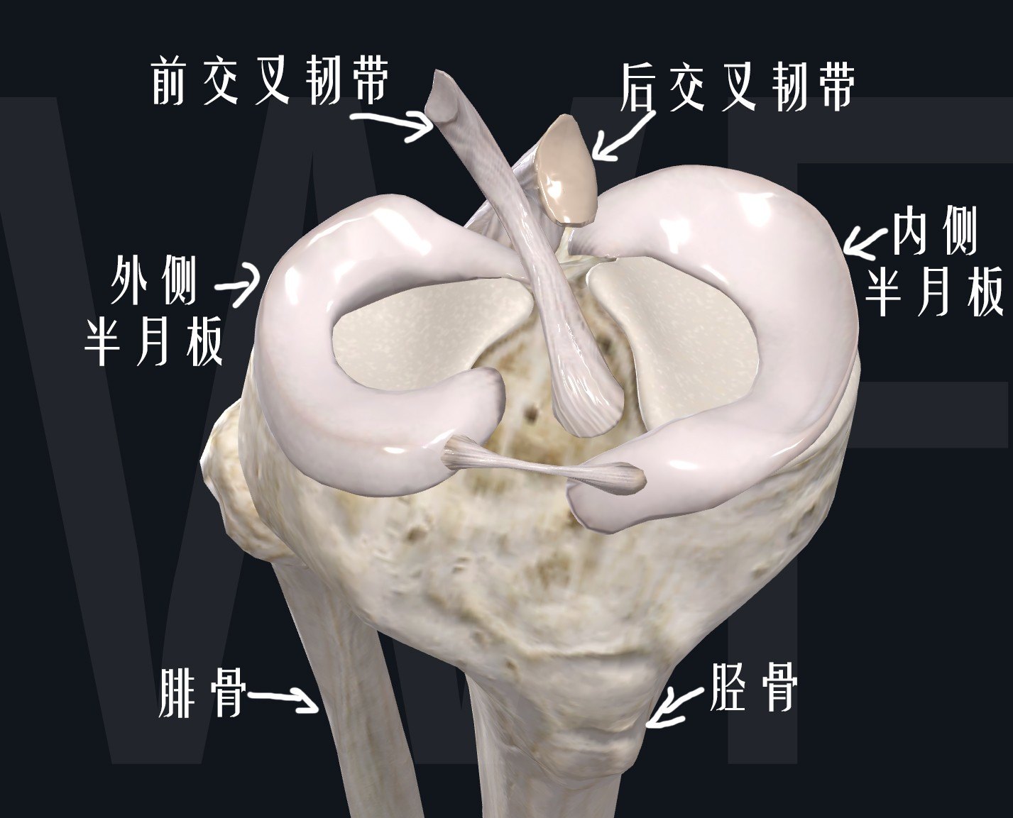 膝关节的结构图半月板图片
