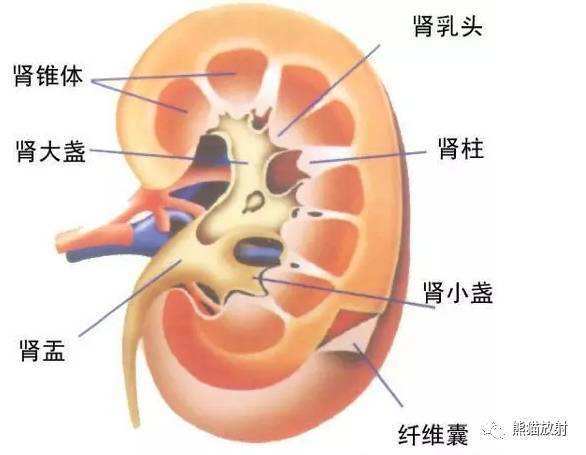 肾脏的基本解剖结构图片