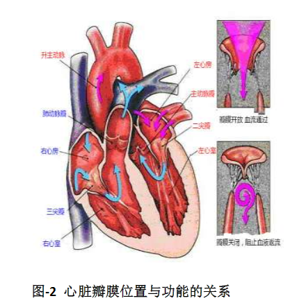 心脏瓣膜病治疗方法介绍_心脏瓣膜性疾病 - 好大夫在线