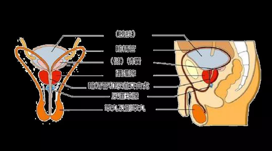钢珠,笔,电线,铁丝,温度计,吸管,弹簧,铁钉,订书针……都在男性的尿道