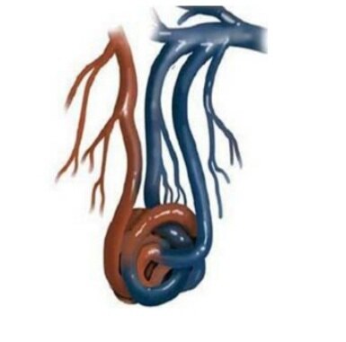 《"头痛,鼻血"背后的致命"漏洞"》_肺动静脉瘘 - 好大夫在线