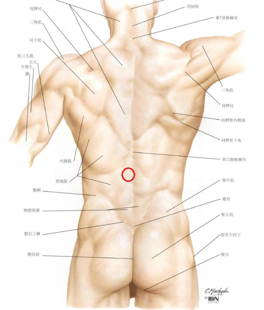 腰腿软组织疼痛常见压痛点