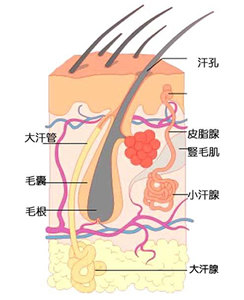 大汗腺.jpg