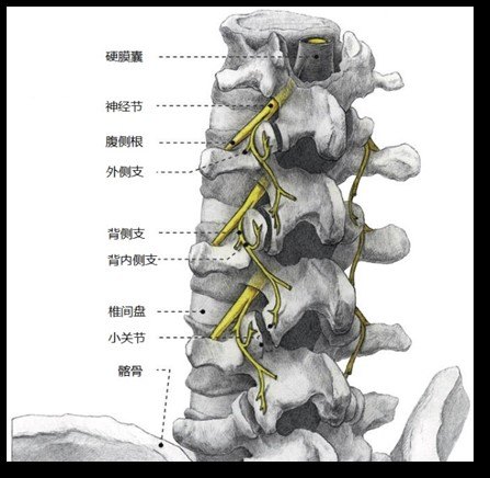 经皮穿刺脊神经背内侧支射频消融术治疗腰椎小关节源性腰痛