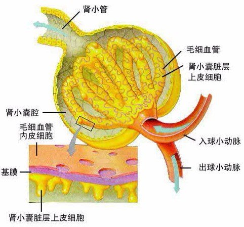 肾小球1jpg