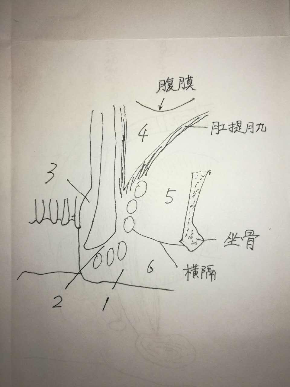 直肠肛门周围的间隙