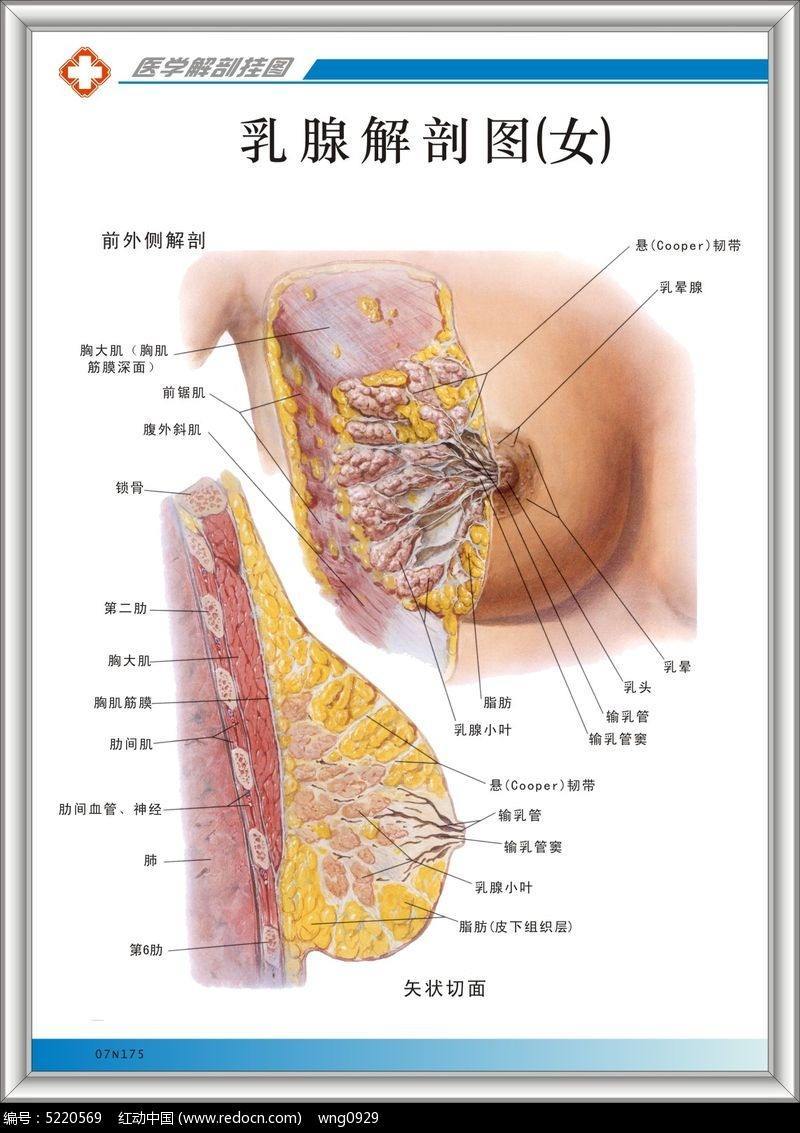 乳房由多个腺体小叶单位组成,而腺体又分大导管,分支导管和腺泡组成一