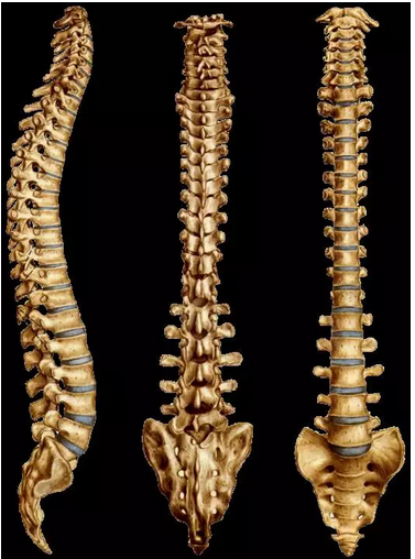 在两个椎体之间,由软骨板,纤维环,髓核组成,除了1,2颈椎,骶椎之间没有