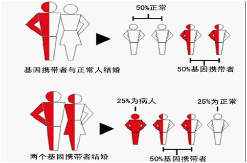 地中海贫血的诊断1,家族遗传史2,典型的临床表现3,实验室检查:血常规