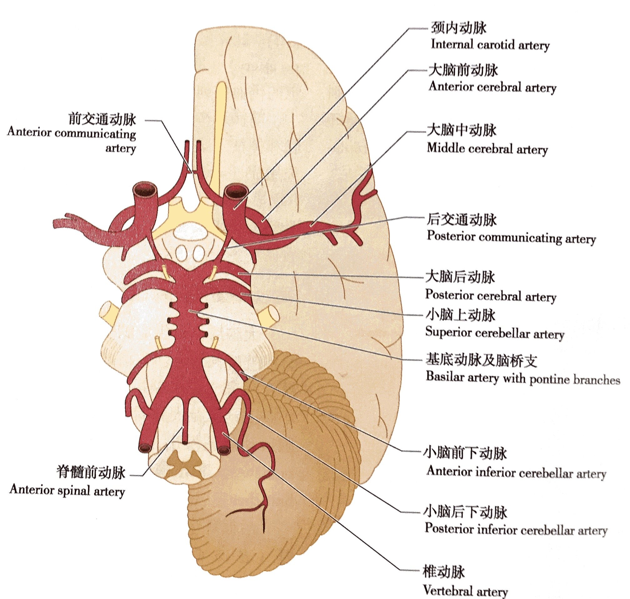 脑血管图片构造图解图片