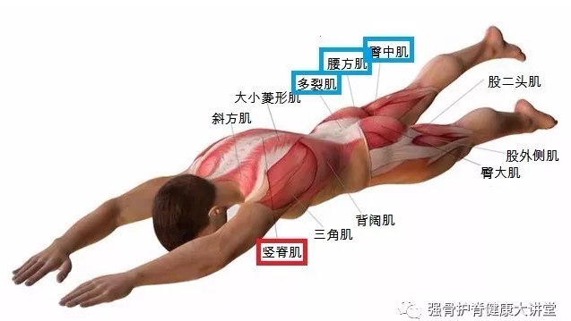 竖脊肌包括哪些肌肉图片