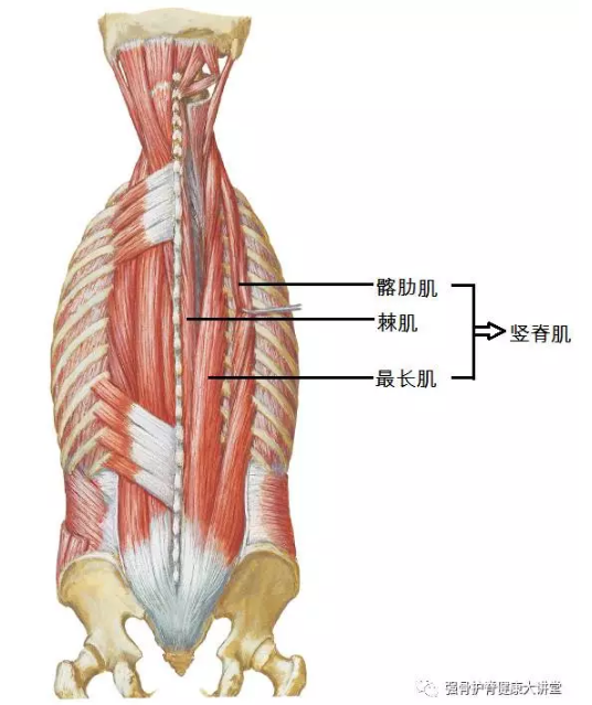 筋骨解析:核心肌群之竖脊肌 