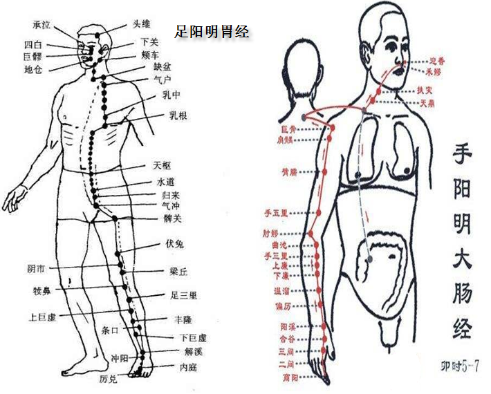 足阳明经筋图解图片