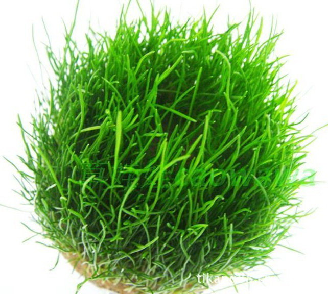 掉头发就是得了脱发病吗?