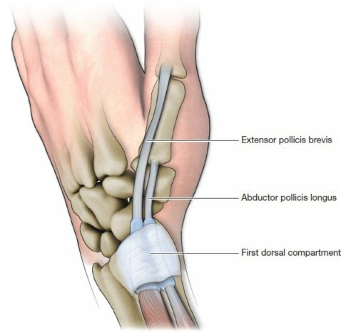 adductor longus图片