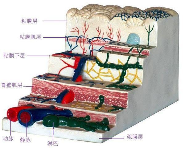 粘膜下层图片