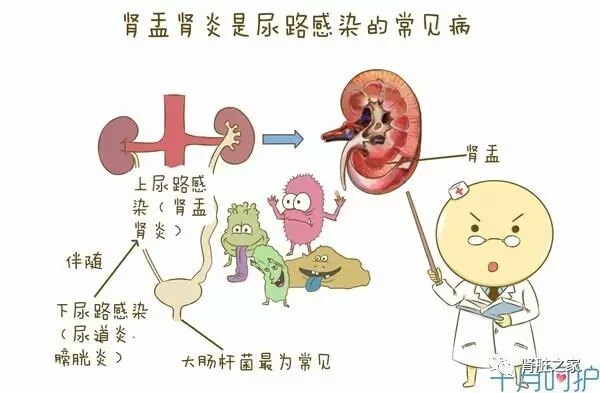 尿路感染 - 好大夫在线