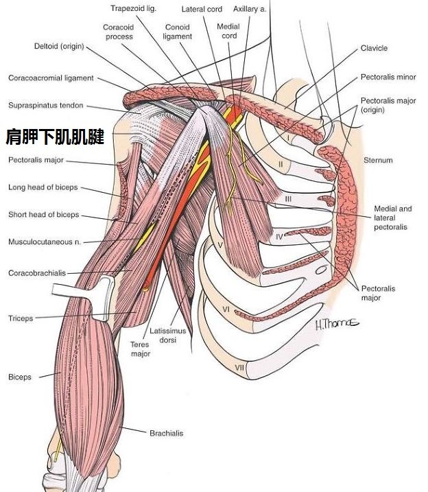 上图:肩胛下肌的位置