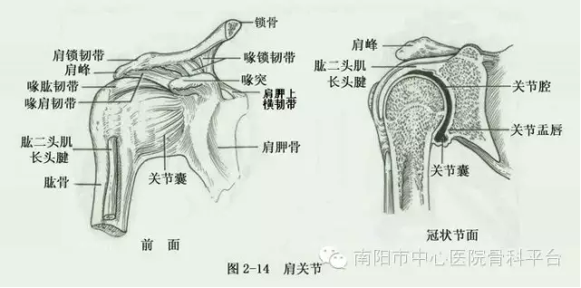肩关节周围解剖结构图图片