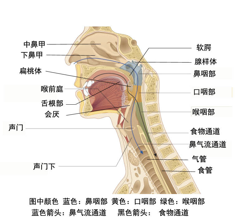 喉部器官图分布图图片