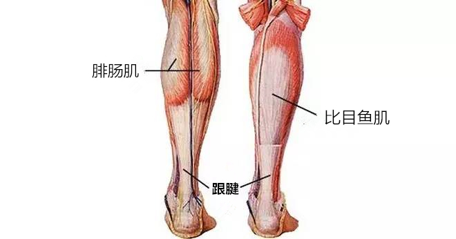 小腿三头肌痛图片