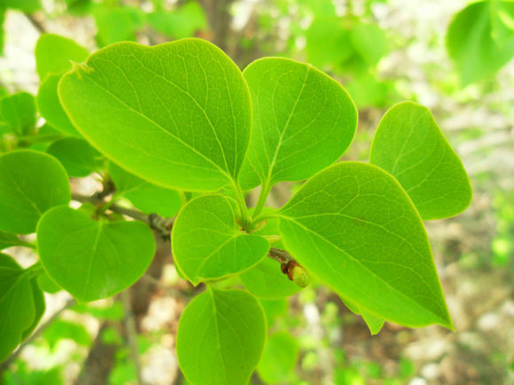 打嗝反酸用一植物泡水, 专治胃炎胃溃疡, 转给有