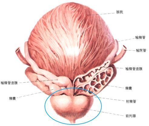 关注前列腺疾病 畅享健康生活(科普系列一)