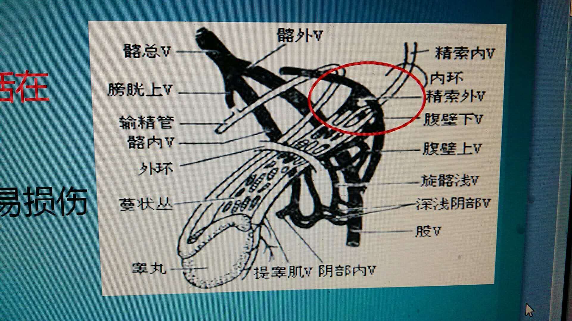 精索静脉解剖图-千图网