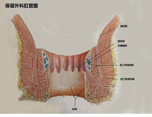 人类正常肛门外观图片