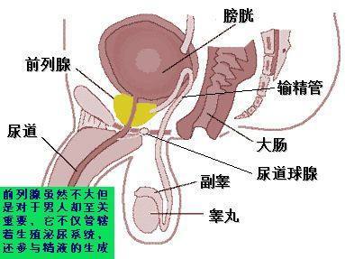 前列腺有什么作用?