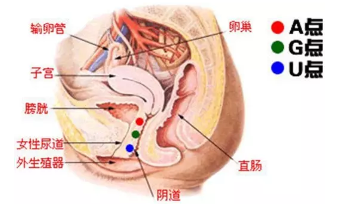(6). 阴道肌肉(实际是pc肌)的力量可很强大,所有女性都可以