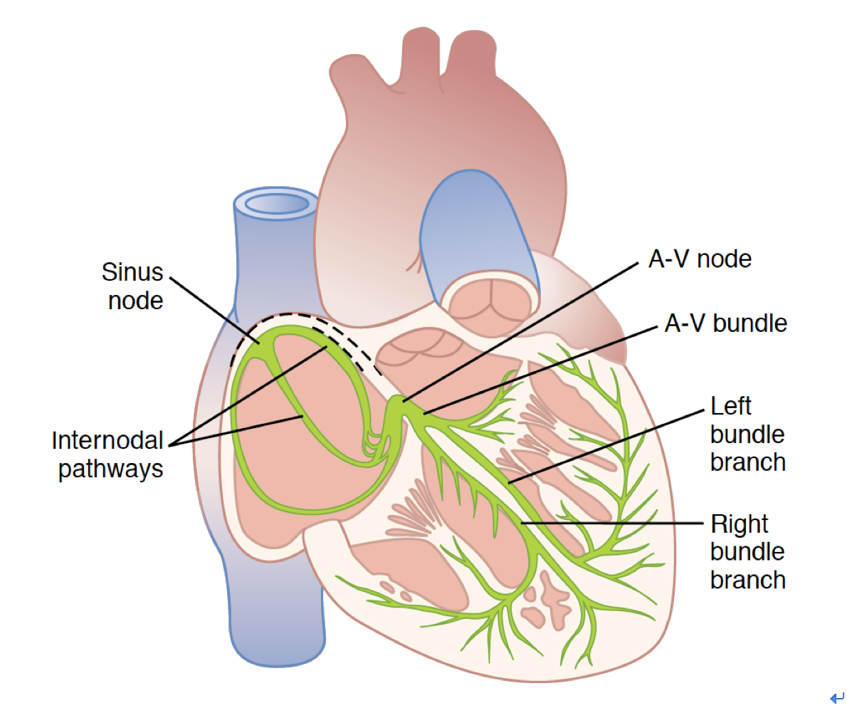 窦房结79结间束79房室结79希氏束79左右束支79浦肯野纤维网
