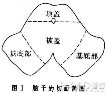 关于脑干顶盖和被盖的来龙去脉 - 好大夫在线