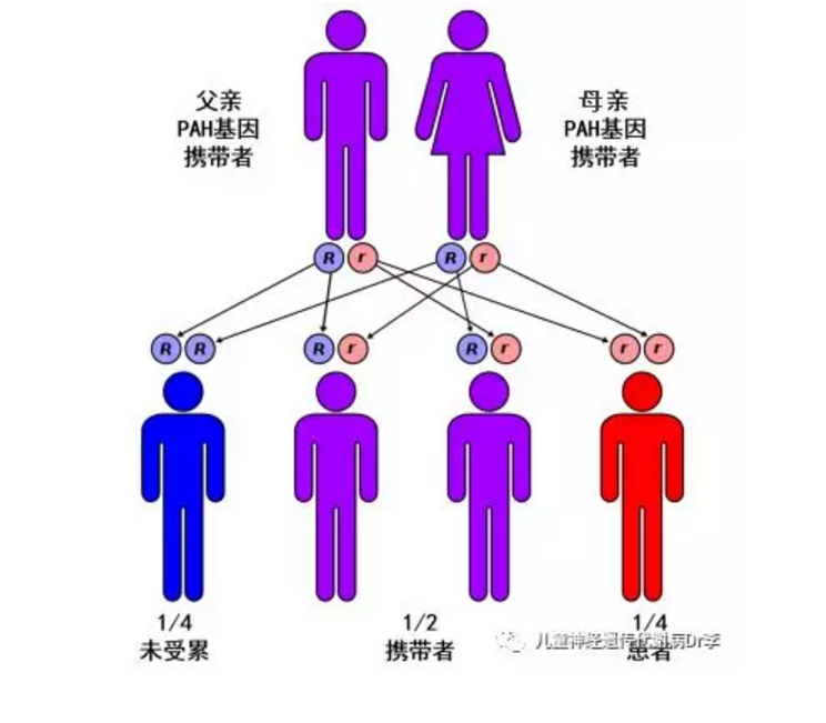 苯丙酮尿症多为常染色体隐性遗传,而若由gtpch基因缺陷引起,则可表现