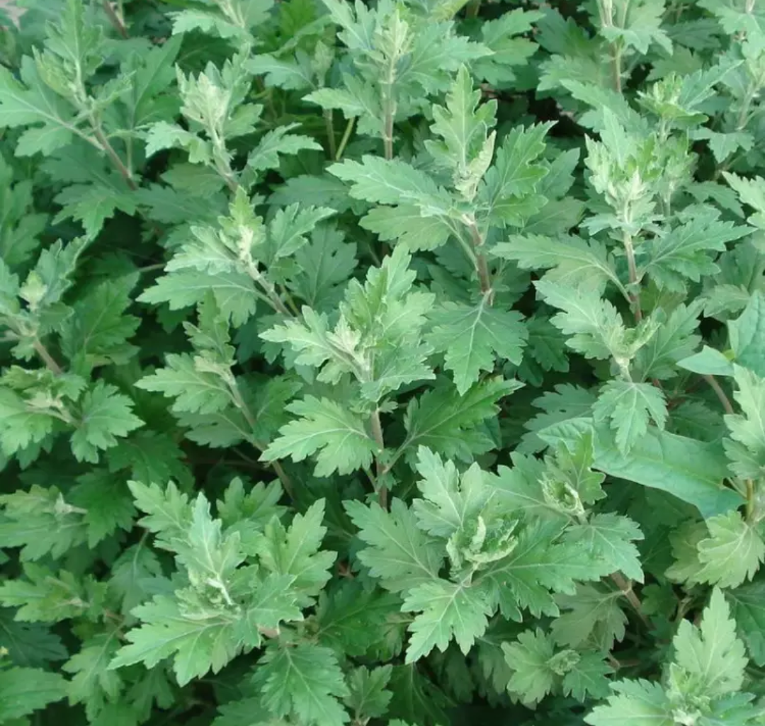 纯阳之物艾草 - 好大夫在线