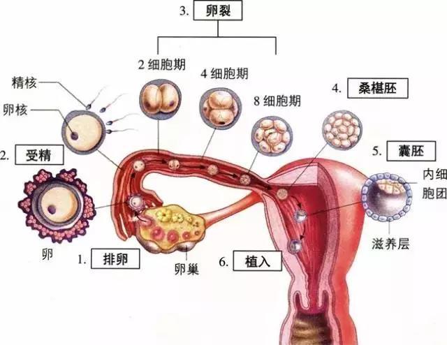 出血 流产 孕早期阴道出血原因多 先兆流产