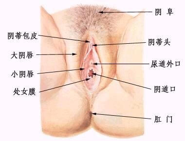 女性生殖器 四 外阴的表白 妇科病 疾病介绍