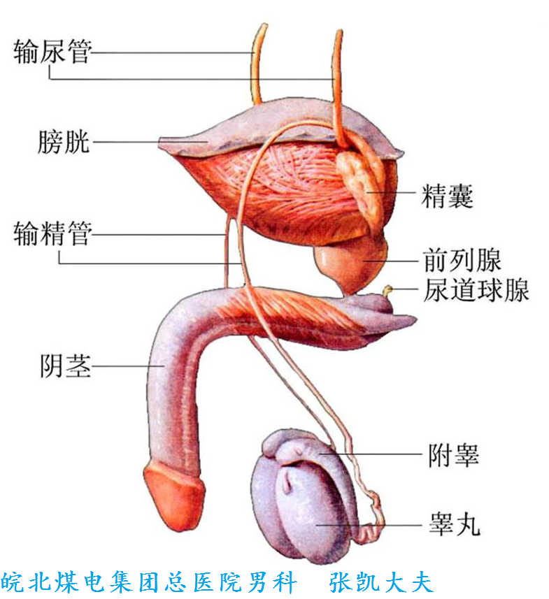 细长扁平,形似半月,左右各一,长约5 厘米, 附于睾丸的后侧面,分头,体