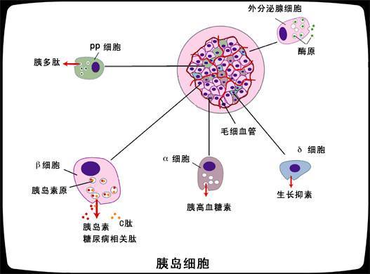 对于正常情况下人体每个人都分泌大概50个单位左右的胰岛素,这样就