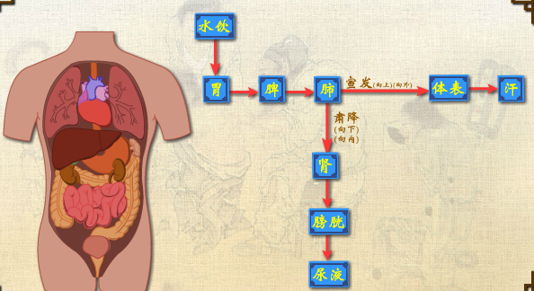 什么有肺肠成语_脸开头的成语有什么(3)